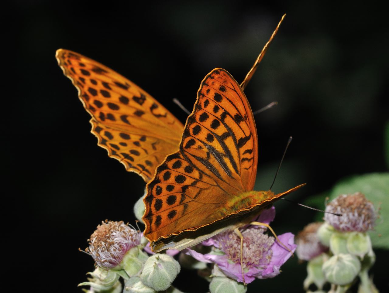 ID Farfalla - Argynnis (Argynnis) paphia